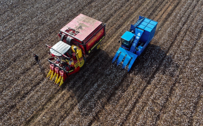 江西九江：棉花朵朵開 喜迎豐收來